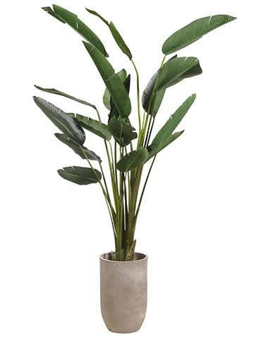 8'BIRDS OF PARADISE IN PLANTER