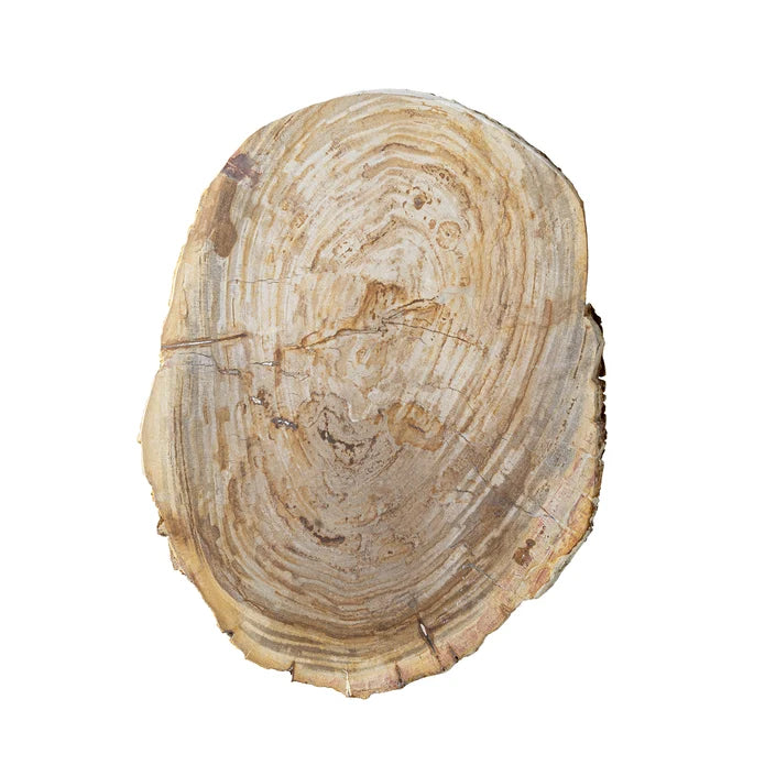 Live Edge Petrified Slab, Extra Small 20"-24"
