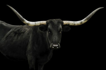 Longhorn 4 Art