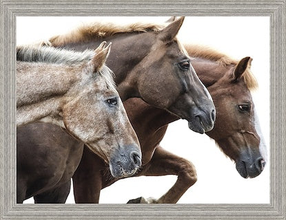 Bold Equine-Run Art