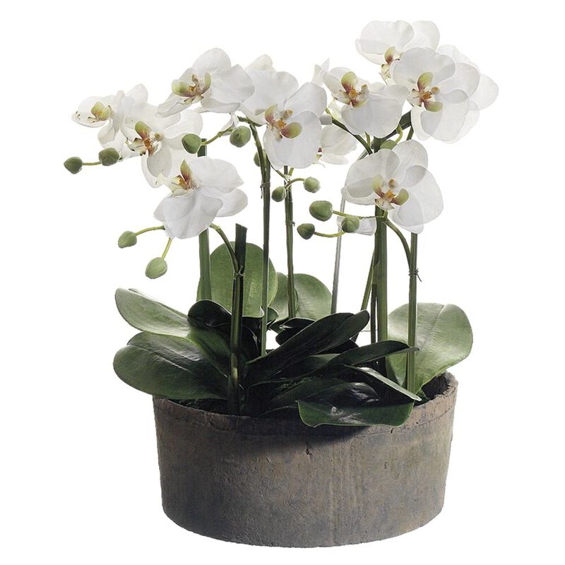 18"H PHALAENOPSIS ORCHIDS IN C