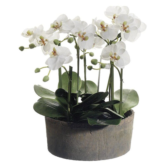 18"H PHALAENOPSIS ORCHIDS IN C