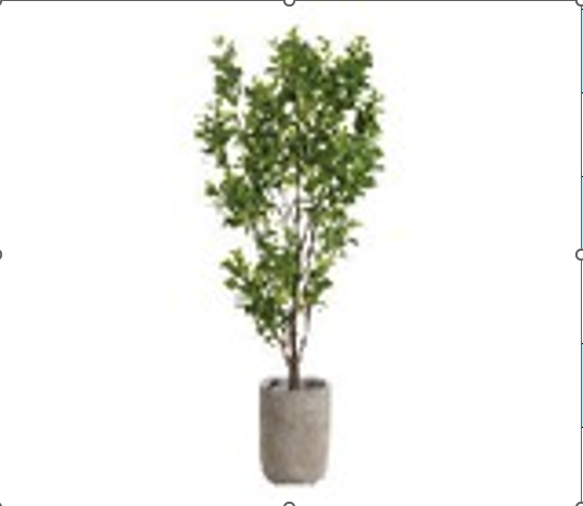 85"H MICROCARPA TREE IN CEMENT