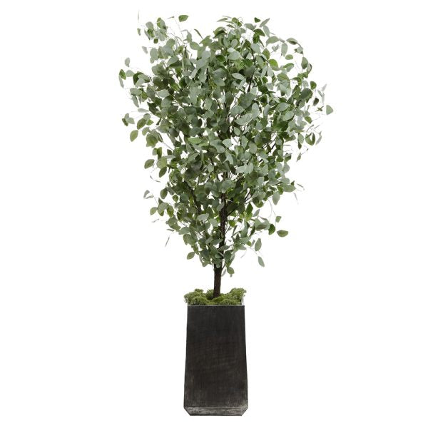 105"PENNY EUCALYPTUS TR.IN POT