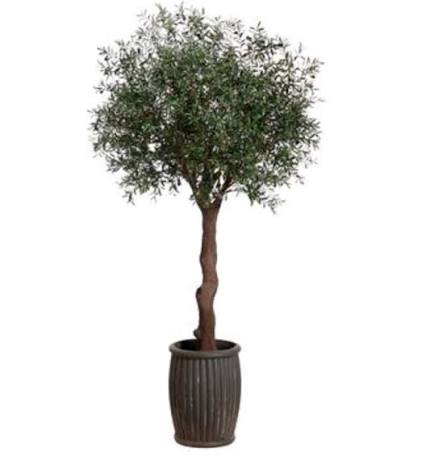 10'OLIVE TR.IN CEMENT PLANTER