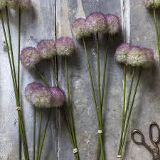 ARTIFICIAL ALLIUM, SUNSET -