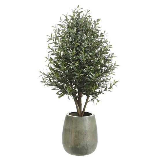 64"OLIVE TREE IN ANTI.PLANTER