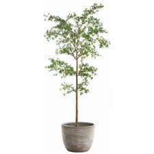 116" SHADY LADY TREE IN CEMENT