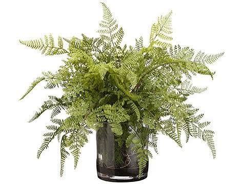 17H20W20"L LACE FERN/SOIL (V)