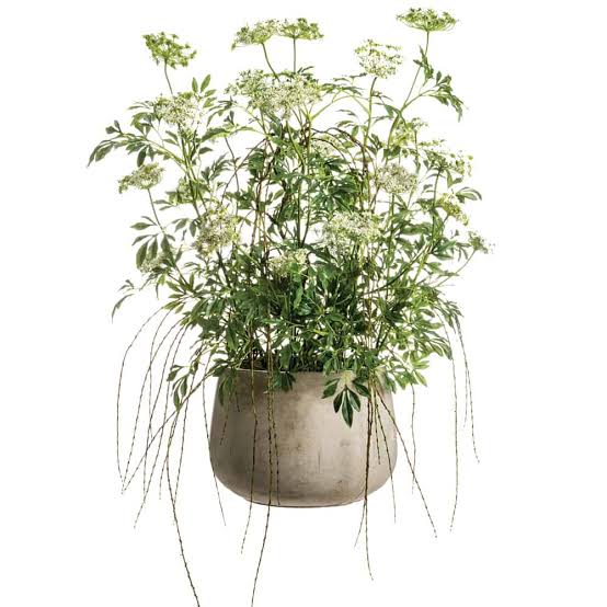 46Hx39Wx40"L QUEEN ANNE'S LACE