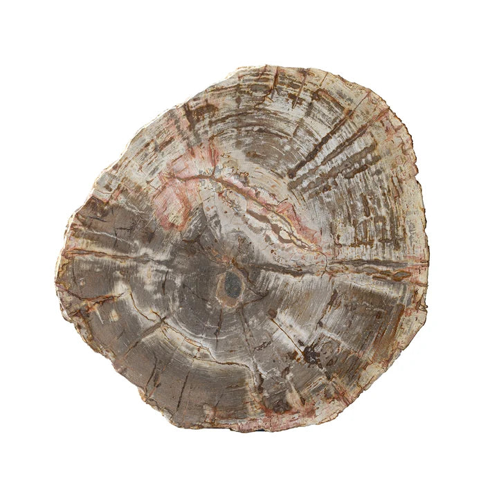 Live Edge Petrified Slab, Medium 27"-31"