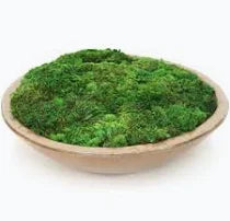 4" MOSS IN CERAMIC PLATE