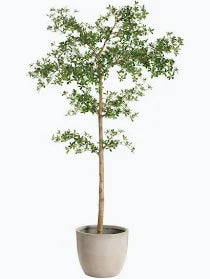 90"H SHADY LADY TREE IN CEMENT